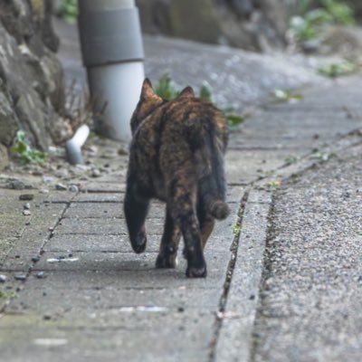 猫の餌さんのプロフィール画像