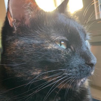 feliscatusgigi Profile Picture