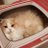 catsuisui