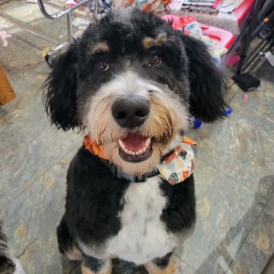 Hi I’m Blanche, Born -1/2/22. Instagram- blanche_the_bernedoodle_