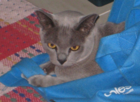 Che Zephyr, Ambassador for Chetiki Burmese, ACF AOE Bronze Dble Gd Champion Blue Burmese. Registered breeding prefix is Chetiki.  FB as Chetiki Burmese. QFA1177