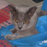 Chetiki's profile picture. My Registered breeding prefix is Chetiki.  I'm on Facebook as  Angela Victoria Wilcox.  I'm retired now both from work and breeding Burmese Cats. I hope return