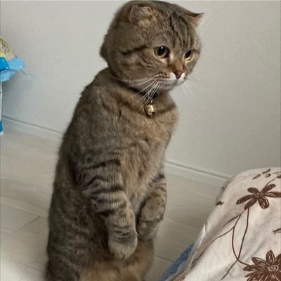 ponchosu1111's profile picture. 猫と暮らすパート社員。せどりをやるかたわら、最近はAIの勉強をしています。 #保護猫 #せどり  #ChatGPT #Gemini