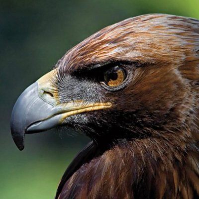 OSINT_Aquila Profile Picture