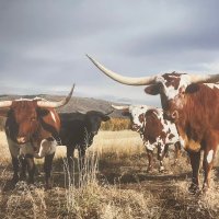 Texas Secession (@texanfortexas) 's Twitter Profile