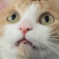 berenjena; taegi au 📌 (@redkoya) 's Twitter Profile