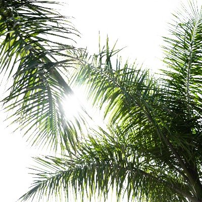 FiddleLeafFiggy's profile picture. 