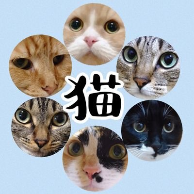 猫様の下僕＊メインクーン(長男)＊スコティッシュ(次男)＊キジトラ×2(三男&長女)＊三毛(次女)＊黒白(三女)と暮らしてます/猫/GLAY/モンチッチ/フォールガイズ