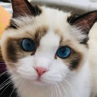 aeiou (@aeiou3983) 's Twitter Profile
