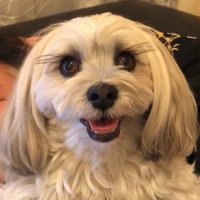 キーレオ犬の飛飛(@feifeiinu) 's Twitter Profile Photo