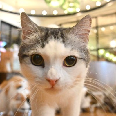 「猫カフェMOCHA（モカ）」のねこちゃんを全撮り下ろし！『会いに行ける！ねこのまちがい探し』の公式アカウント。かわいいニャンズを毎日投稿！ご購入はこちら【amazon】https://t.co/AmlbLI2fEe 【honto】https://t.co/1vNYMDucrc 【セブンネット】https://t.co/k694cDU7nZ