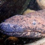 Hi just a salamander with internet access.