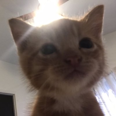 mwjklh's profile picture. 종합오타쿠계정