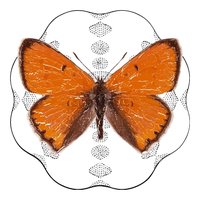Nederlandse Entomologische Vereniging (@nev_entomologie) 's Twitter Profile Photo Nederlandse Entomologische Vereniging (@nev_entomologie) 's Twitter Profile Photo