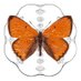 Nederlandse Entomologische Vereniging (@nev_entomologie) Twitter profile photo