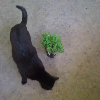 _hollyapple's profile picture. My favorite kind of meet is steak and my second favorite is salami.