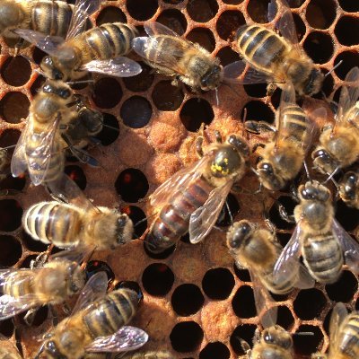 DianeSleigh's profile picture. Meet the bees with an Experience the Buzz gift for you or a loved one. Retailer of suits, hives and equipment to get you started with your new hobby project.