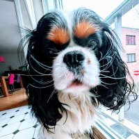 Mathias (@jingowitha6init) 's Twitter Profile