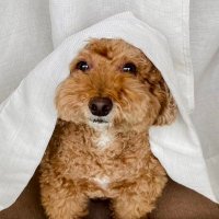 Motoki Kimura (@motokimura1) 's Twitter Profile Photo Motoki Kimura (@motokimura1) 's Twitter Profile Photo