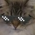 Clover the cat (@flyry4) Twitter profile photo Clover the cat (@flyry4) Twitter profile photo