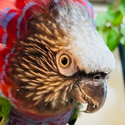 #ロシアンブルー #マメルリハ #アケボノインコ #スミレインコ #ヒオウギインコ #ヨウム 時々野鳥メインの生物とビオトープメダカとカメラの日常。ロシアンブルーほく2024年1月1日に🌈https://t.co/ocmJMhJ44n 無断転載禁止