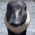 The Goose Is Watching You (@BPitchforks) Twitter profile photo