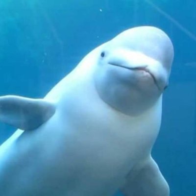 Un beluga consternado.