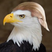 American Patriot 007 (@franklo06818993) 's Twitter Profile