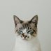 ねこた (@necota_photo) Twitter profile photo ねこた (@necota_photo) Twitter profile photo