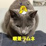 UMAJOroshiko's profile picture. 『喫茶ラムネ』の女店主ラムネです❣️カフェ経営してます☕️ リアル喫茶店の場所は内緒。猫のロシタン飼ってます🐈‍⬛　お弁当配達のバイトリーダーN（旧しゃぢょ：俺プロ最強位「馬将」）に競馬予想・長文ヒューマニズム「前日重賞コラム」を書かせています♪競馬がもっと楽しくなるように頑張ります‼️💪　フォローよろしく！