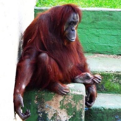 We are friends of Opal the lonely orangutan. Please follow us and sign the petition to get her freed from Natal Zoo and relocated to a sanctuary 🦧