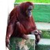 Friends of Opal the orangutan (@FriendsOfOpal) Twitter profile photo
