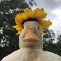 hilman (@hilmanask) 's Twitter Profile