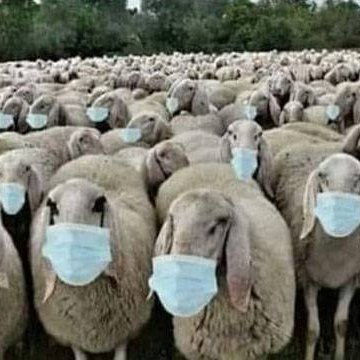 marioan94358181's profile picture. Dummheit mach frei.
Vivir la vida de tal suerte que quede viva en la muerte.