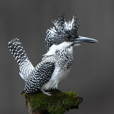 野鳥撮影しています。食いしん坊なので食べ物の写真も多くなります😄