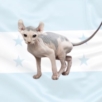 GatoSecoHN's profile picture. Gato Seco HN…. Opino de todo, no te ofendas🙄 solo soy un gato.
