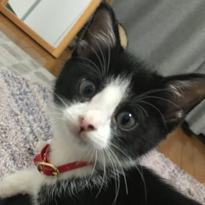 保護愛猫