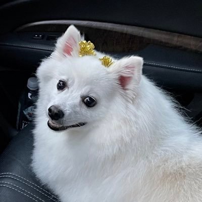 Pixie444444's profile picture. Free Speech Absolutest / Common Sense / Family / Patriot