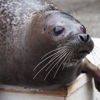 しーぐらす (@seaglass_kaijyu) 's Twitter Profile Photo しーぐらす (@seaglass_kaijyu) 's Twitter Profile Photo
