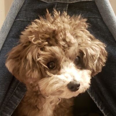 kotone_Linc2301's profile picture. フルリモートでマネジメント・PMO。スポットでドキュメント作成。個別での相談アドバイスも受け付け中。業務スキルは教わるものではなく、身に付けてゆくモノ。感覚的な部分を発信しています。
DMお待ちしてます。