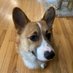 tocerr (@vomiteatingdog) Twitter profile photo tocerr (@vomiteatingdog) Twitter profile photo