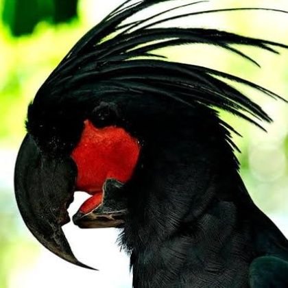 saikedez's profile picture. papagaio preto de língua vermelha./