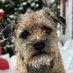 Hubble, Sir, OBE 🇨🇦 (@Hubble_BTerrier) Twitter profile photo