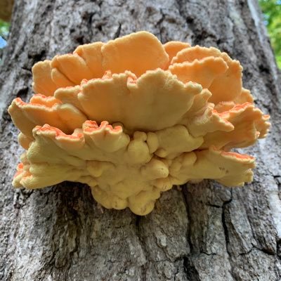 kimmel_mat18853's profile picture. I abhor the dull routine of existence.