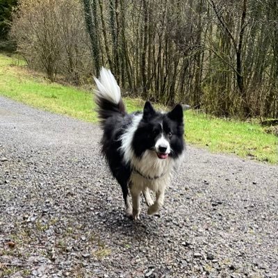 Live in glorious Wales 🏴󠁧󠁢󠁷󠁬󠁳󠁿 A (mature!) student doing Maths & Statistics with @OpenUniversity. Dylan the border collie and Poppy the cat.