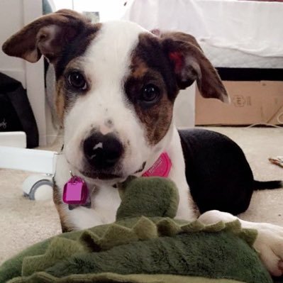 ImaBrianna's profile picture. she/her. colombiana/peruana. ask me about my dog.