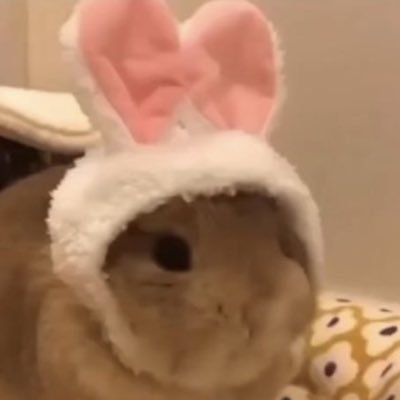 jeez_krolik's profile picture. ke/bab