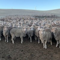 Gum Hill Poll Merino Stud (@gumhillpoll) 's Twitter Profile Photo Gum Hill Poll Merino Stud (@gumhillpoll) 's Twitter Profile Photo