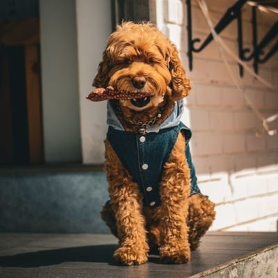 BeardedWizard84's profile picture. Full time Husky owner, bibliophile, aspiring long bearded wizard