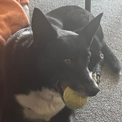 Kiwi gal living in Oz, mother, wife, dog lover. Police vet, anti mandate, unjabbed, no time for woke.